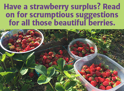 It's Strawberry Season!